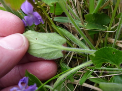 Viola suavis