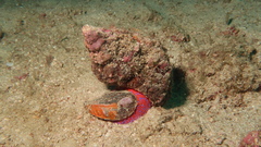 Triplofusus princeps