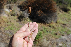 Willdenowia glomerata