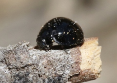 Exochomus aethiops