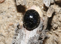 Exochomus aethiops