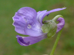 Viola suavis