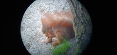 Sciurus vulgaris