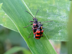 Neolema fasciata
