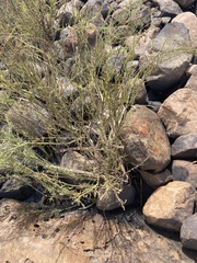 Gomphostigma virgatum