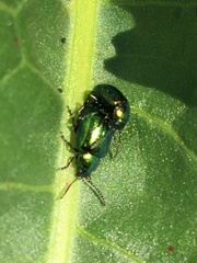 Gastrophysa cyanea
