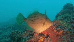 Stephanolepis cirrhifer