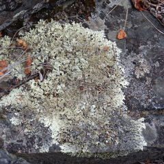 Arctoparmelia centrifuga