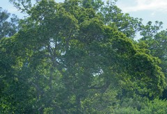 Ficus sur