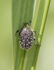 Oxythyrea funesta