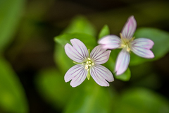 Epilobium anagallidifolium
