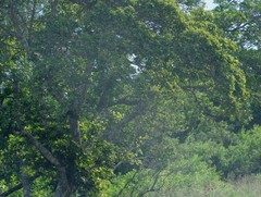 Ficus sur