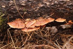 Metuloidea murashkinskyi