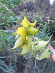 Crotalaria agatiflora