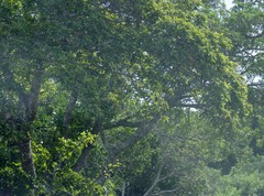 Ficus sur