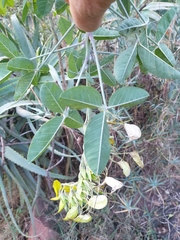 Crotalaria agatiflora