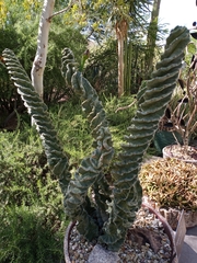 Cereus forbesii