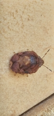 Symphylus