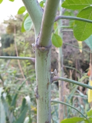 Crotalaria agatiflora