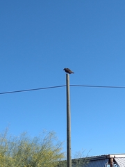 Cathartes aura