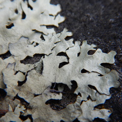 Arctoparmelia centrifuga