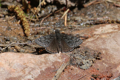 Erynnis persius