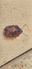 Symphylus