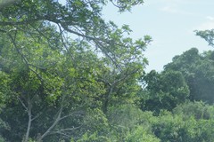 Harpephyllum caffrum