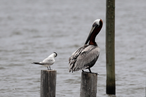 Brown Pelican photographed in Alabama