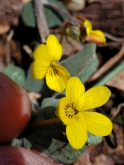Viola purpurea