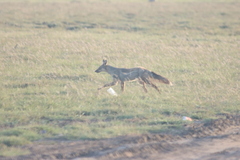 Lupulella adusta adusta