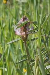Onobrychis humilis matritensis
