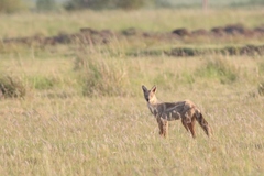 Lupulella adusta adusta