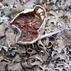 Arctoparmelia centrifuga