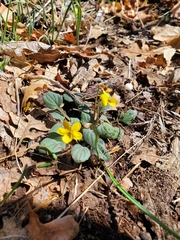 Viola purpurea