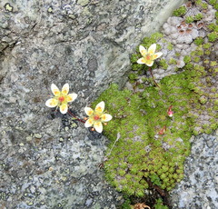 Saxifraga bryoides