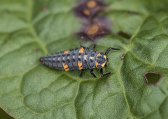 Coccinella septempunctata