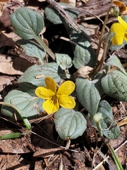 Viola purpurea