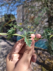 Parkinsonia praecox