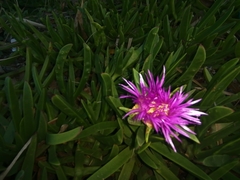 Carpobrotus dimidiatus