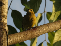 Sicalis flaveola