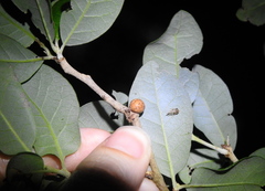 Allokermes cueroensis