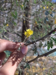 Parkinsonia praecox
