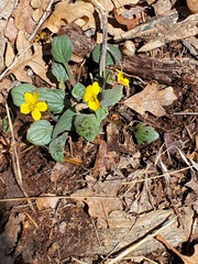 Viola purpurea