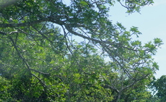 Harpephyllum caffrum
