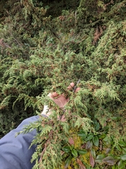 Juniperus monticola monticola