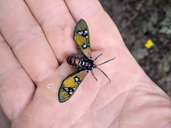 Chrysocale principalis