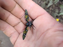 Chrysocale principalis