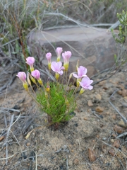 Oxalis polyphylla pentaphylla
