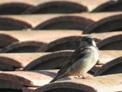 Passer domesticus